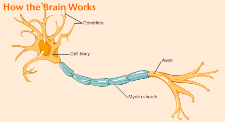 Obr. 1: Nervová buňka: dendrity, tělo buňky, myelinová pochva, axon (http://www.epilepsy.com/node/3004?print=true).