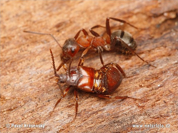 Obrázek 2: Brouk drabčík (Lomechusoides strumosus) – níže; mravenec loupeživý (Formica sanguinea) - výše title=